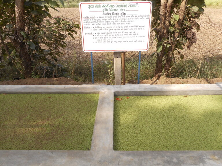 Azolla Unit - Dairy - 07-10-16 (2)