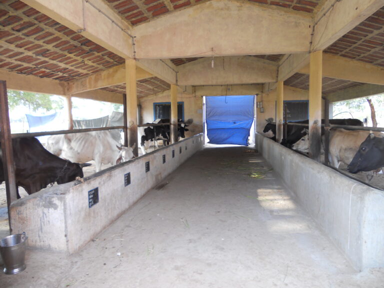 Dairy Unit KVK - 06-01-12 (6)