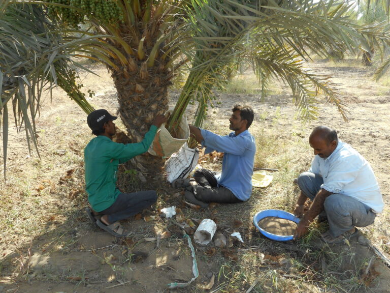 Method Demo - Datepalm Offshoot Sap - Farm 06-05-16 (17)